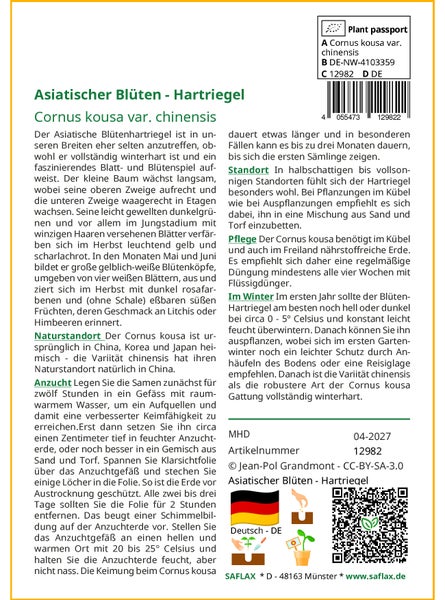 SAFLAX Garden to go - Asiatischer Blüten - Hartriegel - Cornus kousa var. chinensis - 30 Samen - Mit Topf, Klima - Deckel und Anzuchtsubstrat