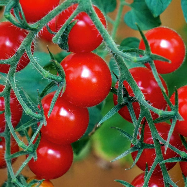 Reife rote Kirschtomaten an der Rispe einer Tomatenpflanze.