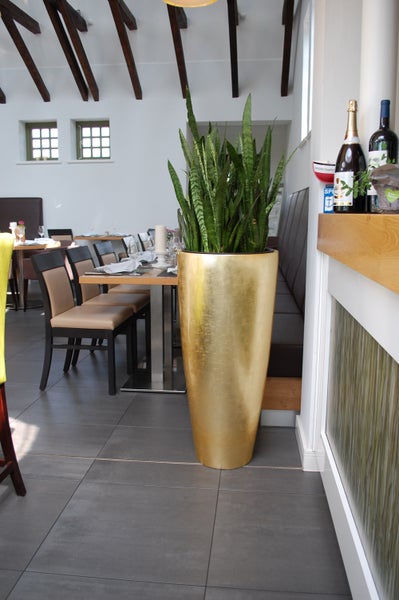 Hohes goldfarbenes Pflanzgefäß mit Bogenhanf in einem hellen, organisierten Restaurant mit Holzbalkendecke und grauen Bodenfliesen.