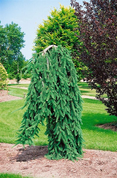 Hängende Zwergfichte im Garten