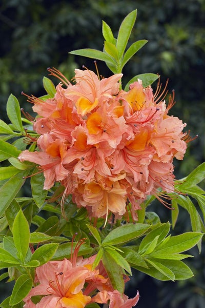 Rhododendron viscosum 'Quiet Thoughts', Sumpf-Rhododendron, 30–40 cm