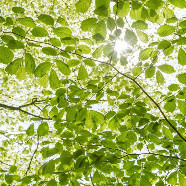 Baumkrone mit Blättern und Sonneneinstrahlung