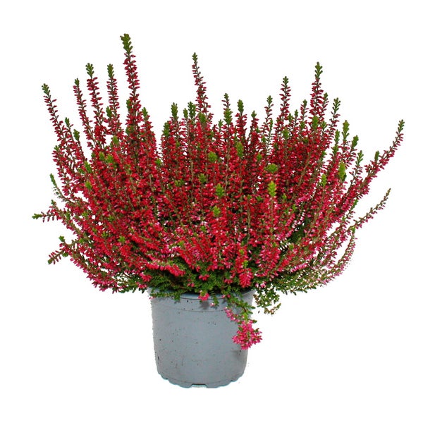 Calluna vulgaris - Set mit 3 Pflanzen - Besenheide - Heidepflanze - winterhart - 11cm Topf - rot