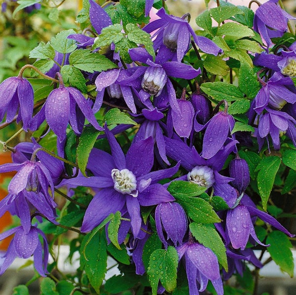 Clematis alpina, Alpen-Waldrebe, blau, 40–60 cm