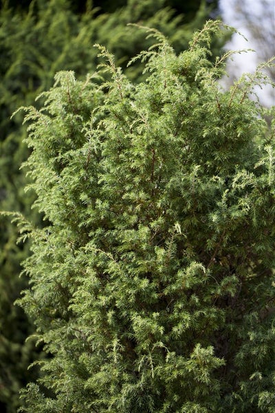 Juniperus communis 'Bruns', Wacholder, 40–60 cm