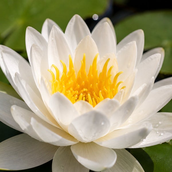Weiße Seerose mit gelber Mitte.