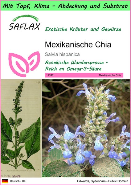 SAFLAX Garden to go - Mexikanische Chia - Salvia hispanica - 500 Samen - Mit Topf, Klima - Deckel und Anzuchtsubstrat