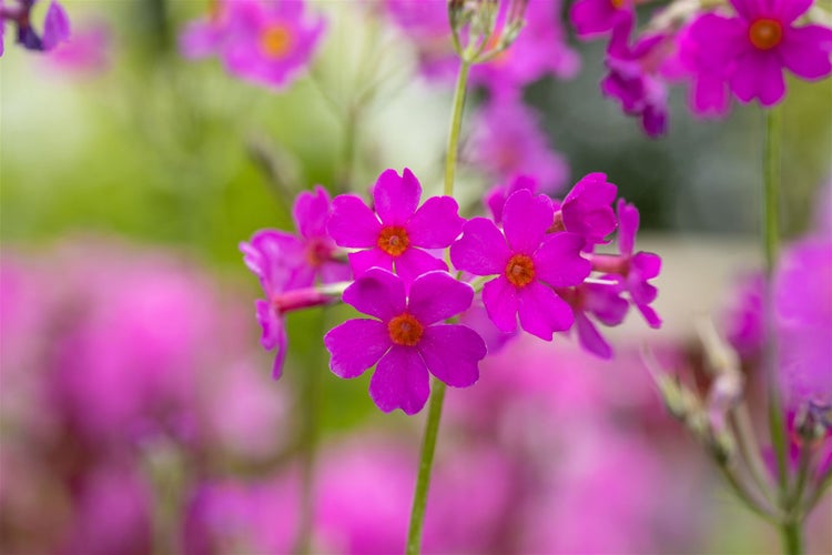 Nahaufnahme von Primelgewächsen im Garten
