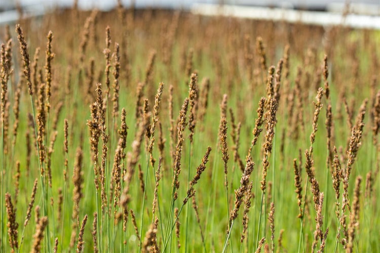 Feld mit Zotten-Rasenschmiele Pflanzen