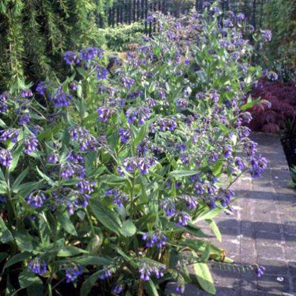 Beinwellpflanze im Garten mit blauen Blüten