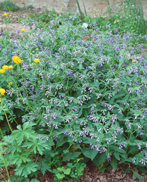 Beinwellpflanze mit violetten Blüten im Gartenbeet