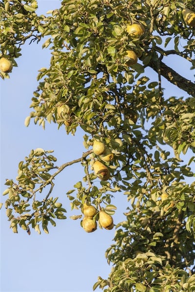 Ein Birnbaum mit reifen Birnen an den Ästen zwischen dem grünen Laub.