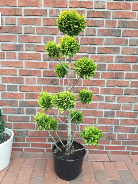 Gartenbonsai - Scheinzypresse, Chamaecyparis Stardust Höhe inkl. Topf:  130-140 cm