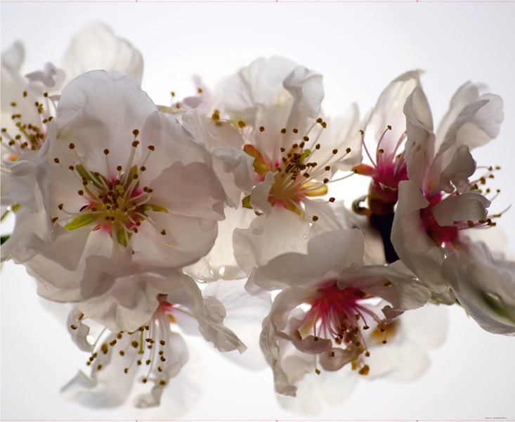 Nahaufnahme von blühenden Mandelbaumzweigen.