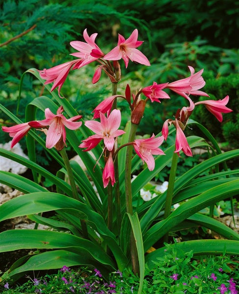 Belladonna-Lilie mit rosa Blüten und grünen Blättern im Garten.