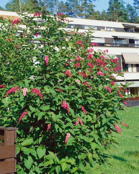 Syringa reflexa, Hängender Flieder, rosa Blüten, 125–150 cm