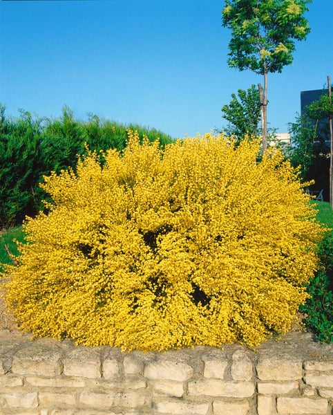 Cytisus praecox 'Allgold', Besenginster, leuchtend gelb, 40–60 cm
