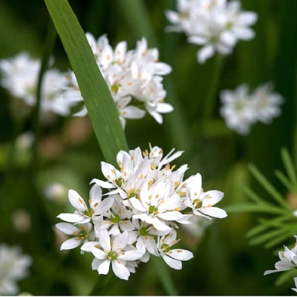 Blühender Schnittlauch im Garten