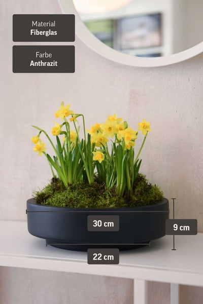 Anthrazitfarbene Pflanzschale aus Fiberglas mit gelben Osterglocken, 30 Zentimeter Durchmesser, 9 Zentimeter Höhe, 22 Zentimeter Bodenmaß.