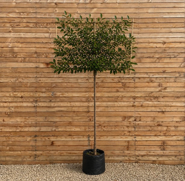 Spalierbaum mit rechteckiger Krone auf einem schlanken Stamm, in einem schwarzen Pflanzgefäß vor einer Holzfassade.