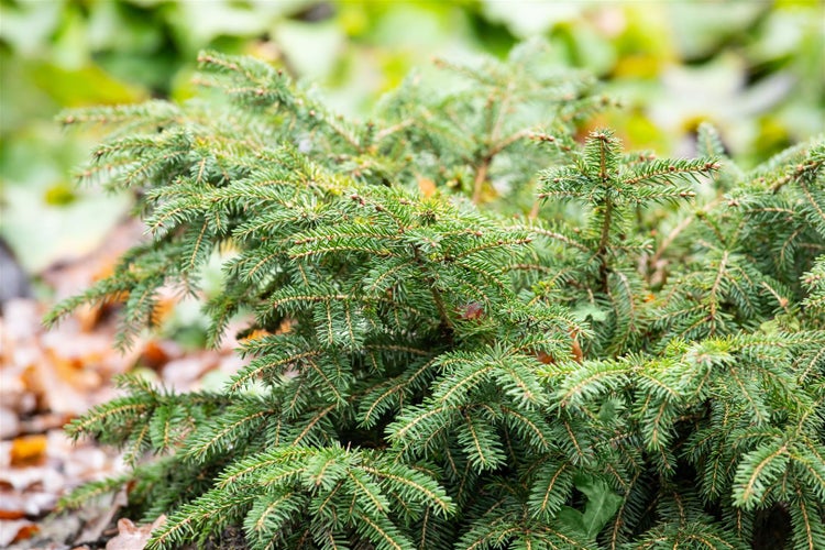 Picea abies 'Nidiformis', Nestfichte, kompakt, 20–30 cm