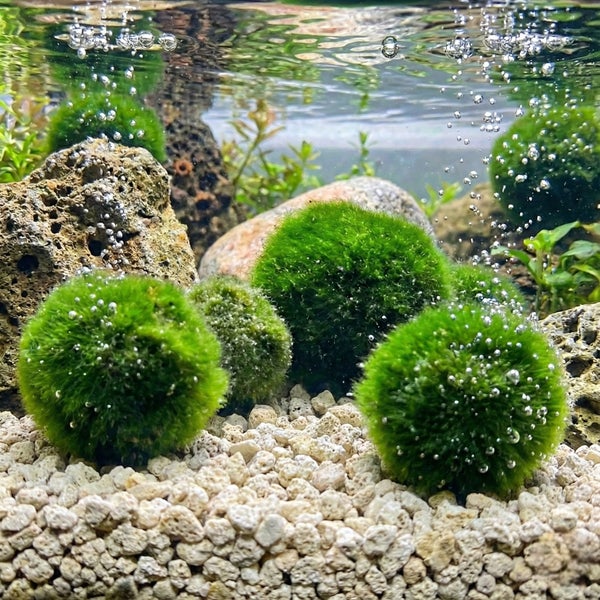 Hand setzt eine Mooskugel aus einem Versandkarton für Teichpflanzen in einen hellen Gartenteich mit verschiedenen Wasserpflanzen ein.