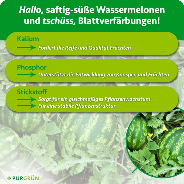 Infografik zur Nährstoffversorgung von Wassermelonen mit Kalium, Phosphor und Stickstoff von Purgrün.