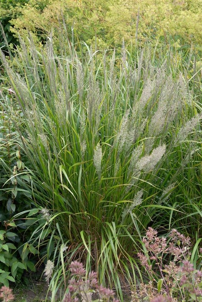 Calamagrostis x acutiflora 'Waldenbuch', Reitgras, ca. 9x9 cm Topf