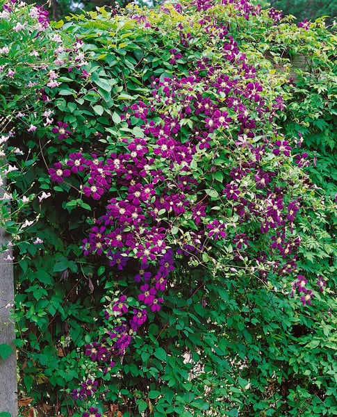 Clematis viticella 'Blue Belle', Waldrebe, blau, 60–100 cm