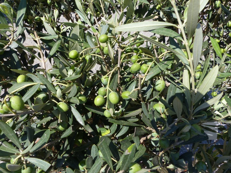 Ein Olivenbaum mit vielen reifenden Oliven an den Zweigen und schmalen Blättern.
