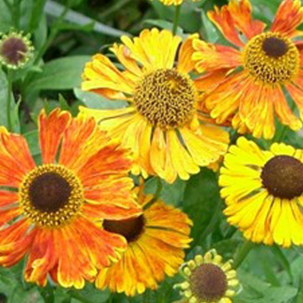 Gruppe von Sonnenbraut Blumen im Garten