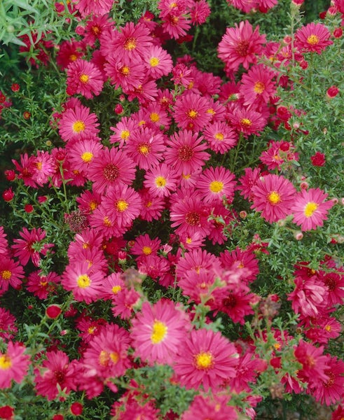 Aster novi-belgii 'Royal Ruby', Glattblatt-Aster, rubinrot, ca. 11x11 cm Topf