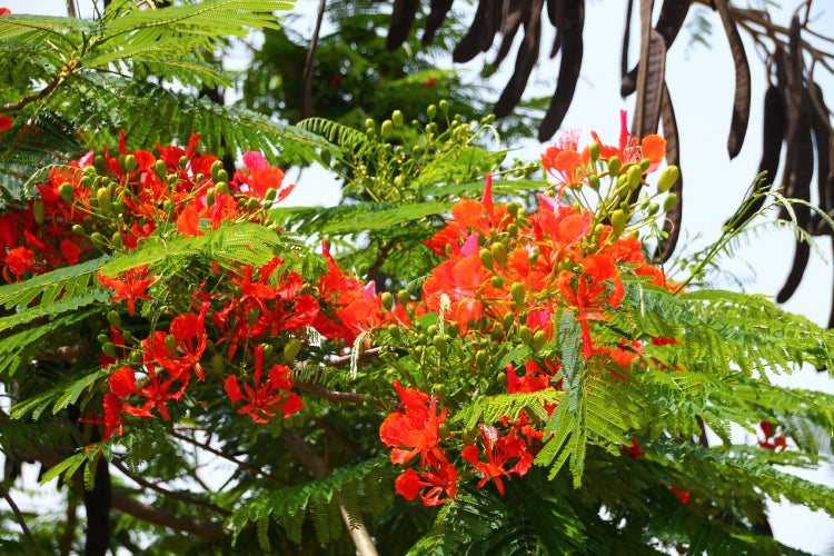 SAFLAX Garden to go - Flammenbaum - Delonix regia - 6 Samen - Mit Topf, Klima - Deckel und Anzuchtsubstrat