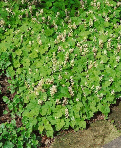Tiarella cordifolia, Schaumblüte, ca. 9x9 cm Topf
