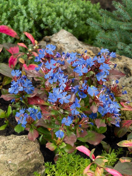 Bleiwurz Pflanze im Gartenbeet mit blauen Blüten und braunroten Blättern zwischen Steinen und anderen Pflanzen.