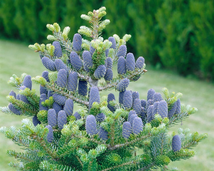 Abies koreana 'Sämling', Koreanische Tanne, 125–150 cm
