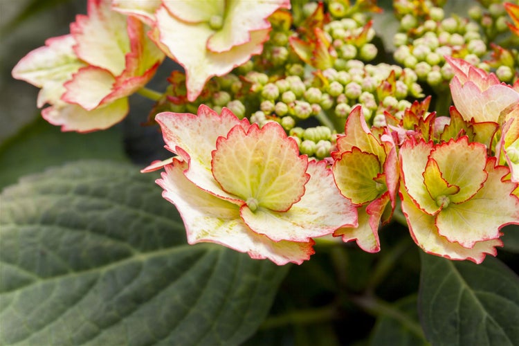 Nahaufnahme einer Hortensienblüte
