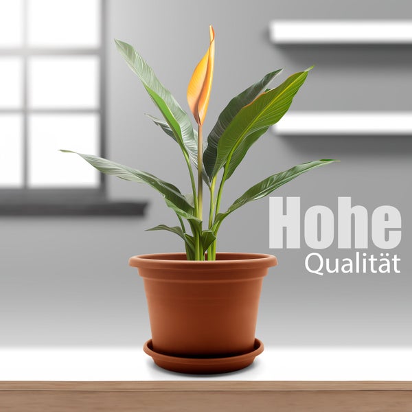 Einblatt Zimmerpflanze in einem Blumentopf aus Kunststoff mit Untersetzer.