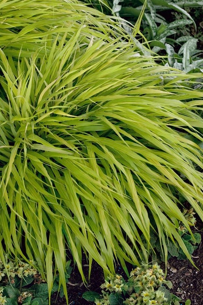 Japanisches Waldgras im Gartenbeet