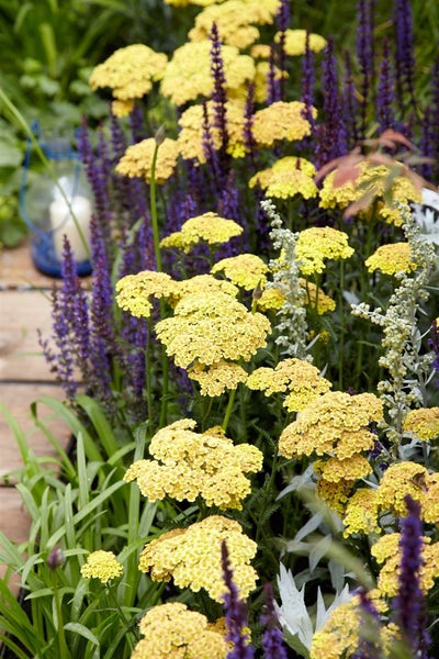 Nahaufnahme von gelben und violetten Gartenblumen.