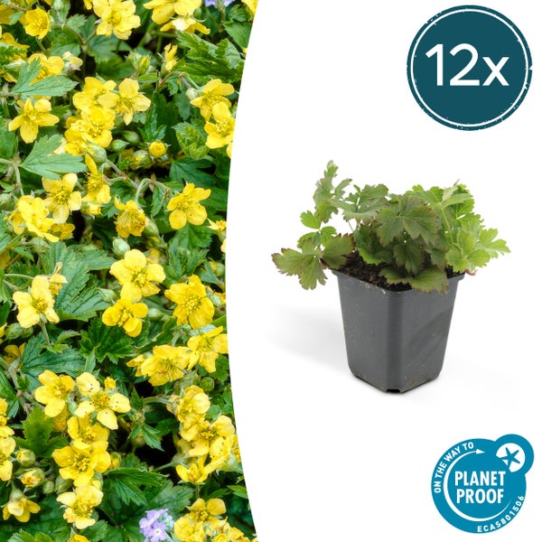 Immergrüner Bodendecker - Golderdbeere - Waldsteinia ternata - 9cm Topf - Set mit 12 Pflanzen