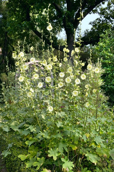 Gelbe Stockrosen im Garten