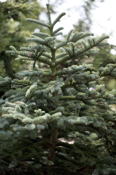 Abies concolor, Weiß-Tanne, 40–60 cm