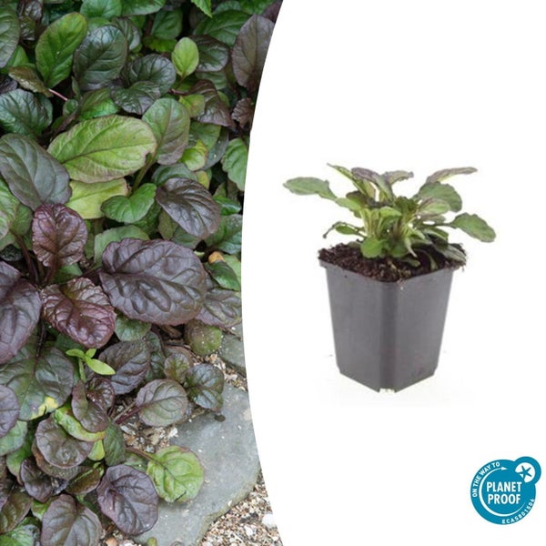 Bodendecker - Großblättriger Günsel - Ajuga reptans 'Catlin's Giant' - 9cm Topf - Set mit 6 Pflanzen