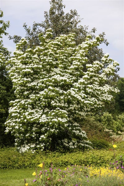 Cornus kousa chinensis 'China Girl', Chinesischer Blumen-Hartriegel, 60–80 cm