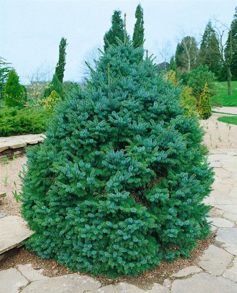 Blaufichte im Garten
