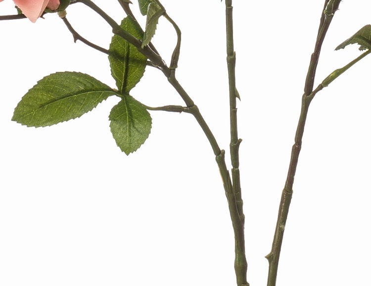 Herabhängende grüne Farnwedel und Palmblätter in der Nahaufnahme.