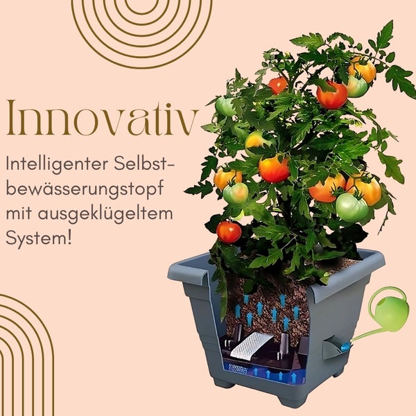 Selbstbewässerungstopf mit Tomatenpflanze und Bewässerungssystem