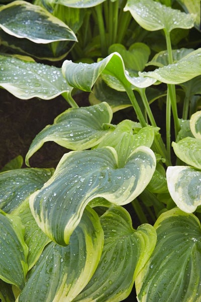Hosta plantaginea 'Fragrant Bouquet', Duftende Funkie, ca. 11x11 cm Topf