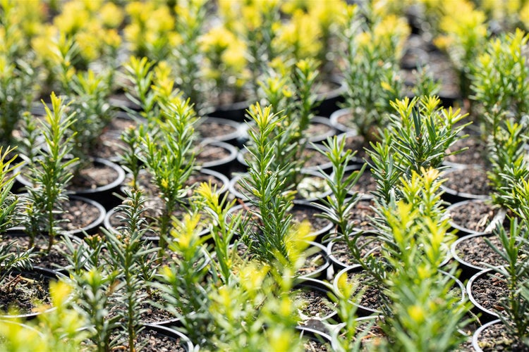 Taxus baccata 'Semperaurea', Gelbe Eibe, immergrün, 20–25 cm